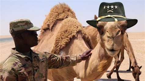camels in the us army